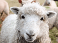 Enclosures and the Making of the Modern&nbsp;World